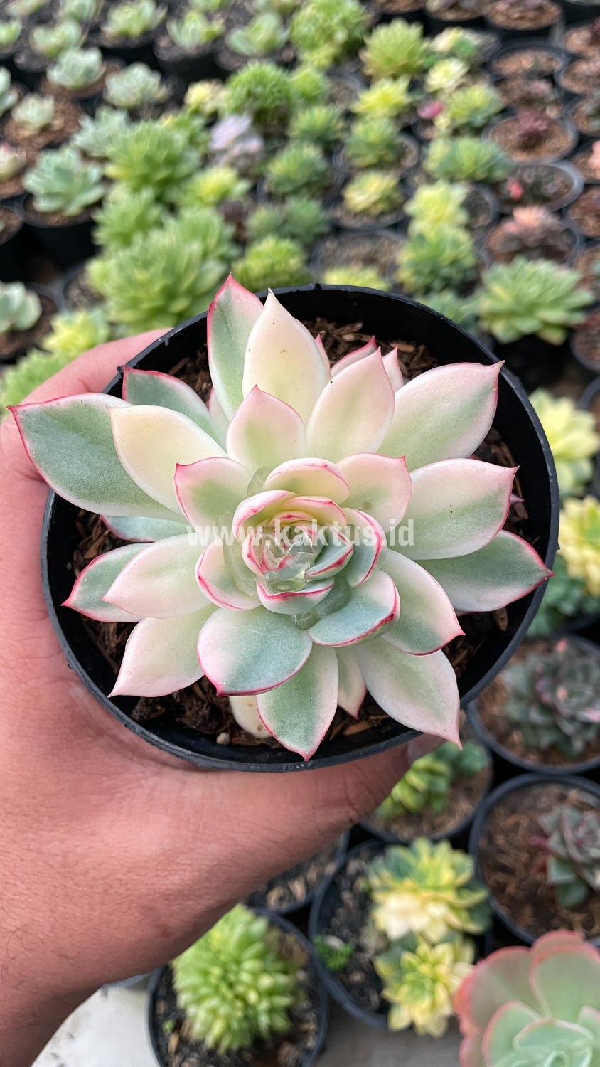 612. Echeveria Pulidonis White Variegated - Image 4