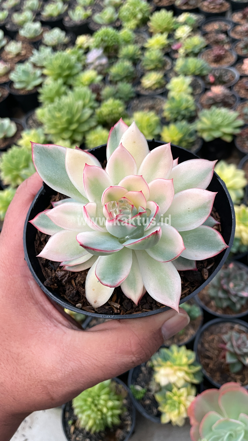 612. Echeveria Pulidonis White Variegated - Image 11