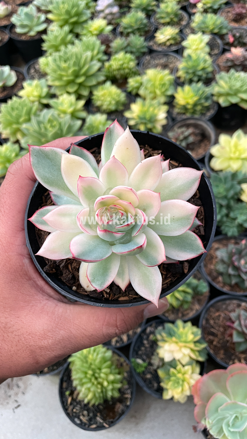 612. Echeveria Pulidonis White Variegated - Image 26