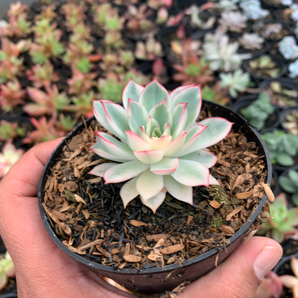 612. Echeveria Pulidonis White Variegated - Image 5
