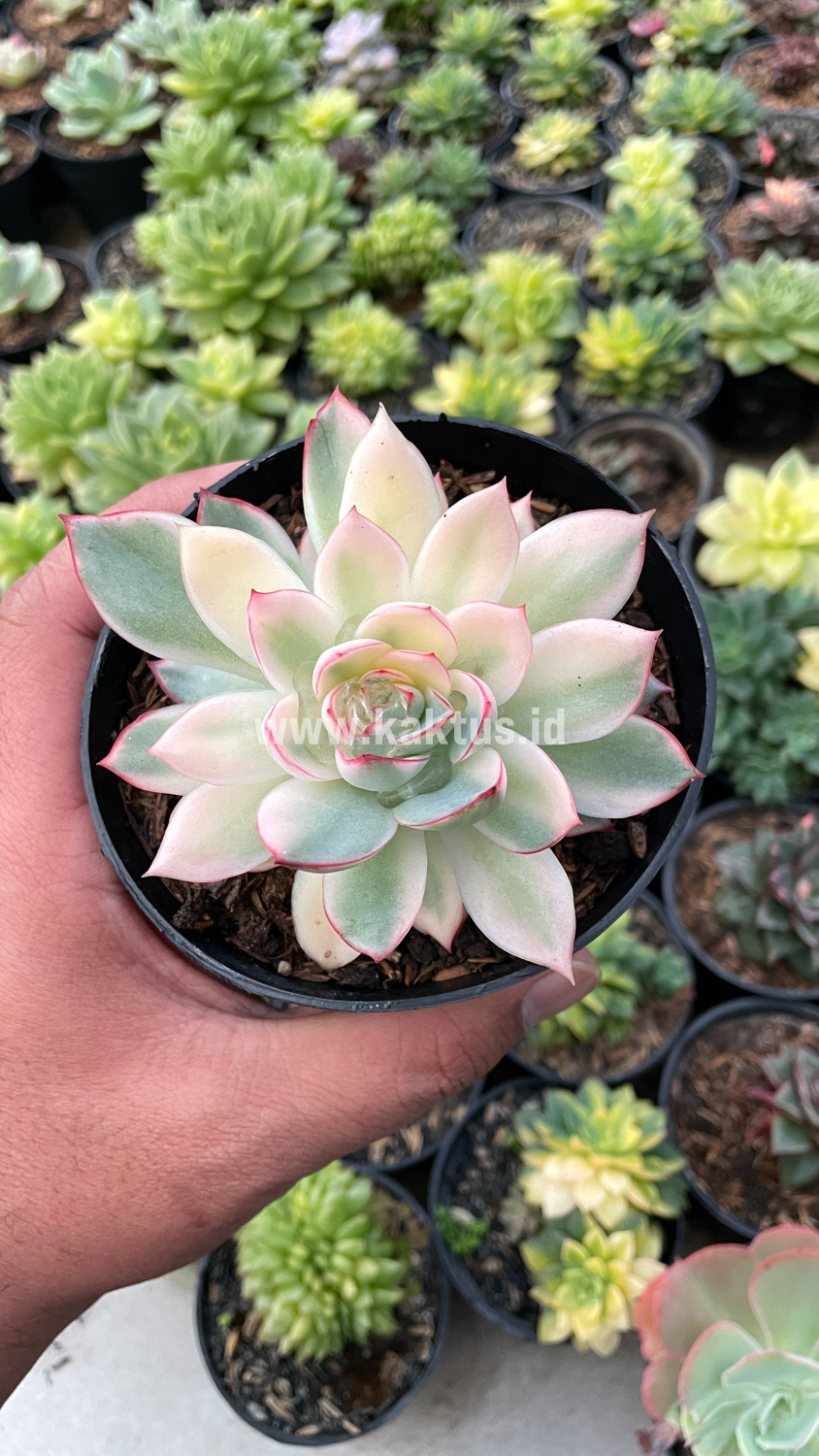 612. Echeveria Pulidonis White Variegated - Image 25