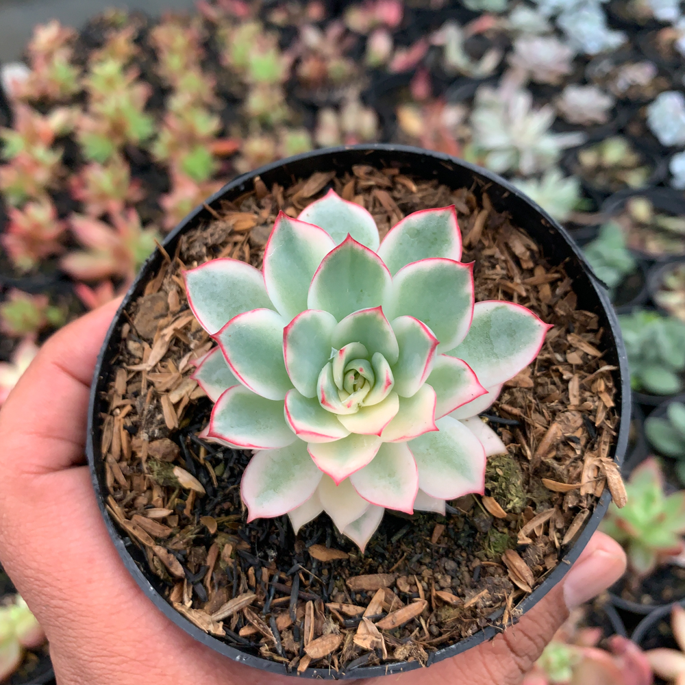 612. Echeveria Pulidonis White Variegated - Image 7