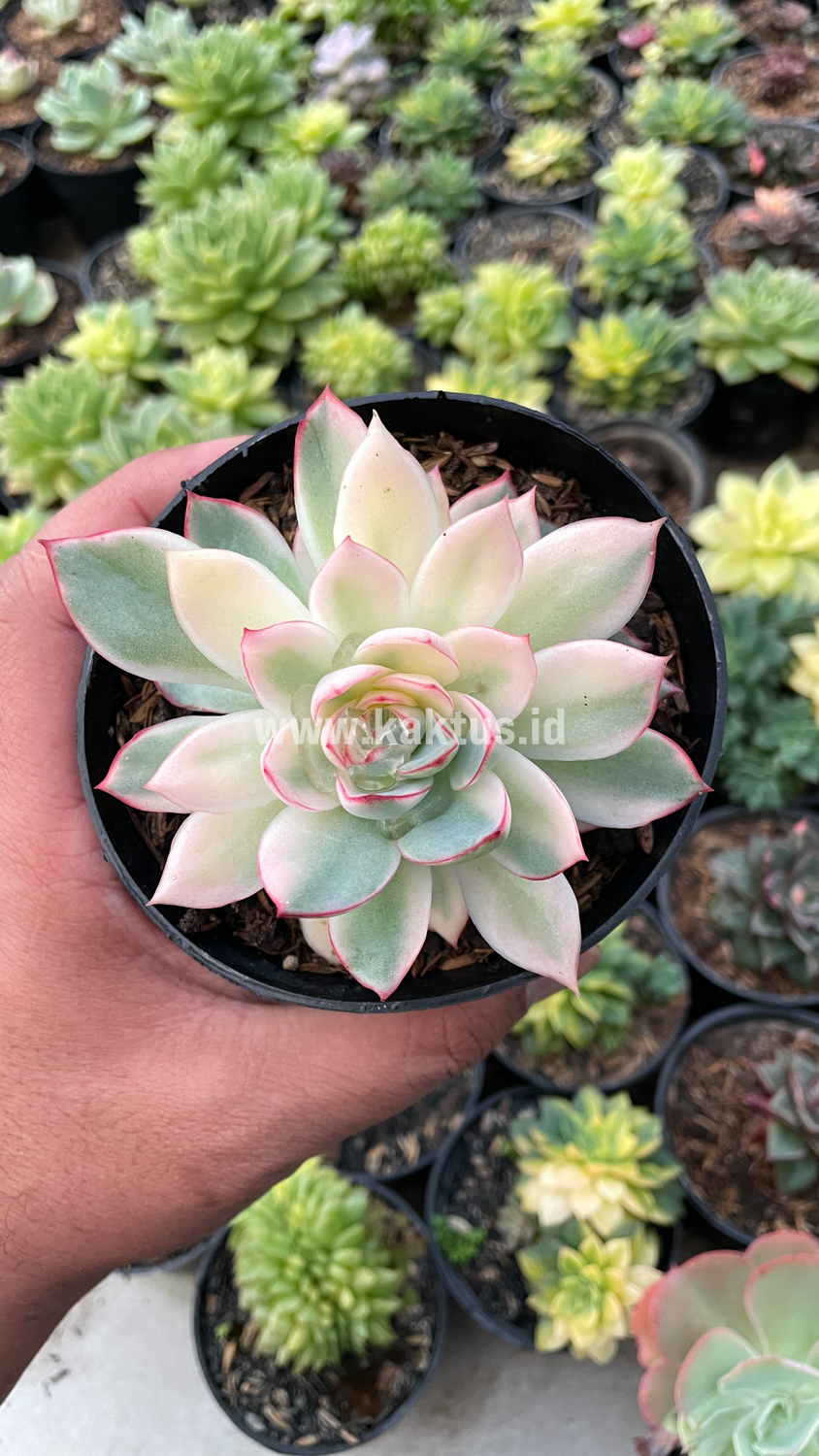 612. Echeveria Pulidonis White Variegated - Image 2