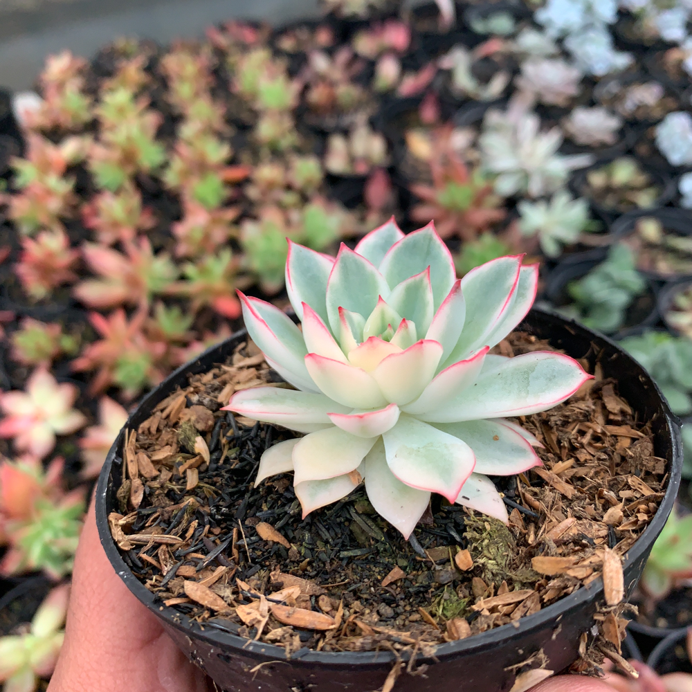612. Echeveria Pulidonis White Variegated - Image 8