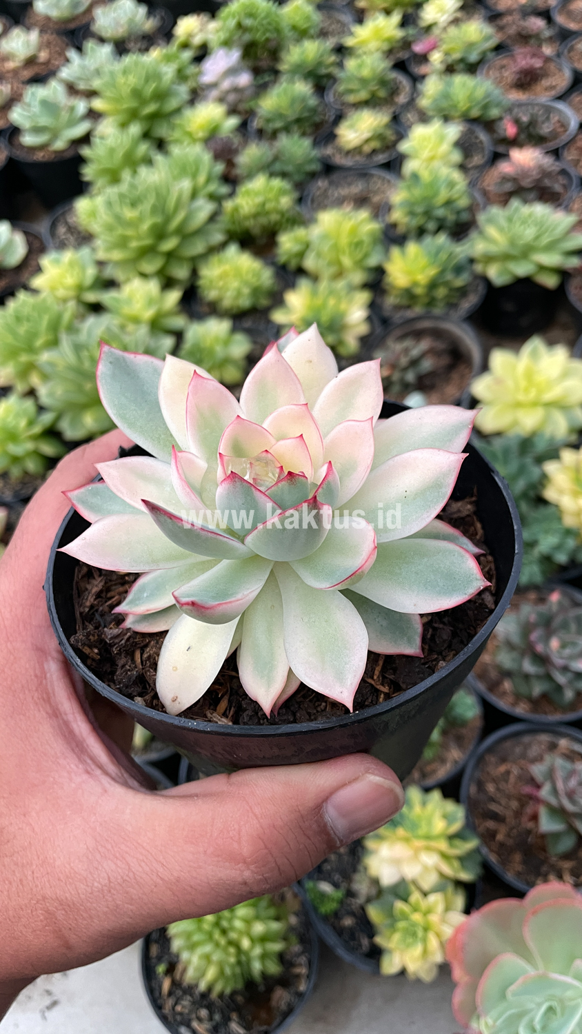 612. Echeveria Pulidonis White Variegated - Image 24
