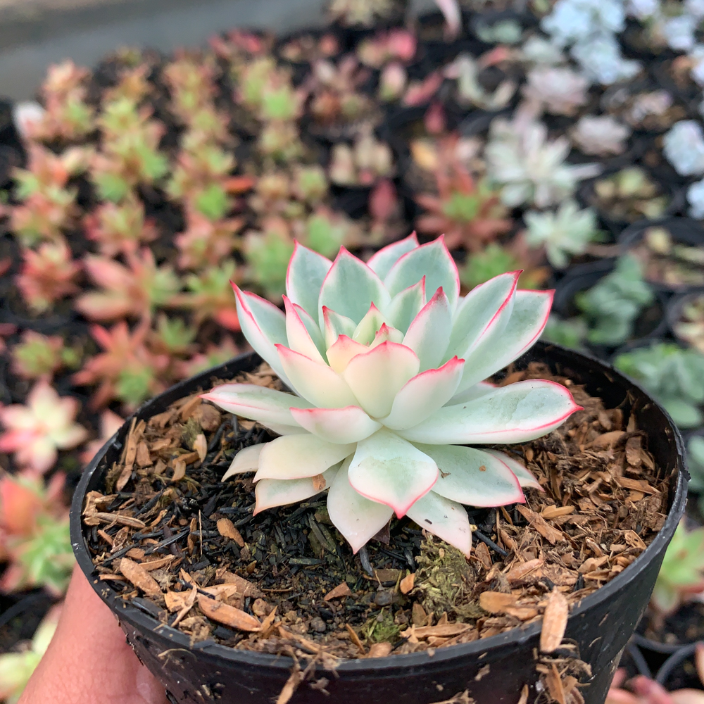 612. Echeveria Pulidonis White Variegated - Image 9