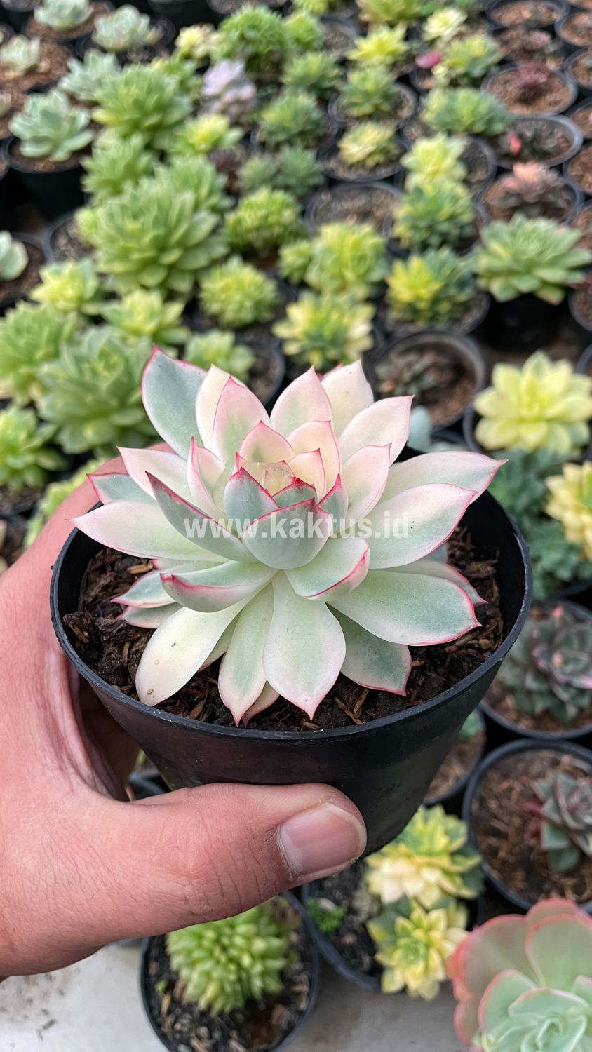 612. Echeveria Pulidonis White Variegated - Image 23