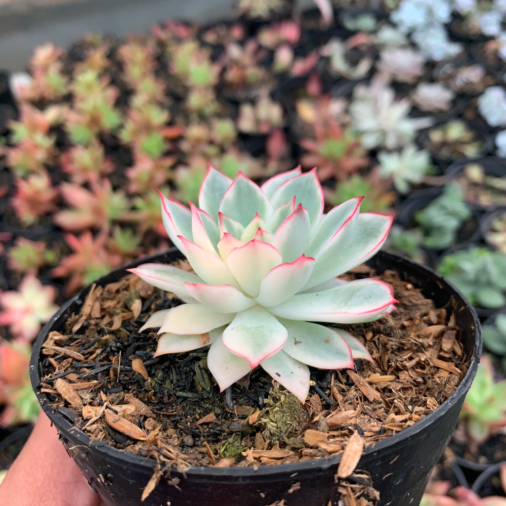 612. Echeveria Pulidonis White Variegated - Image 10