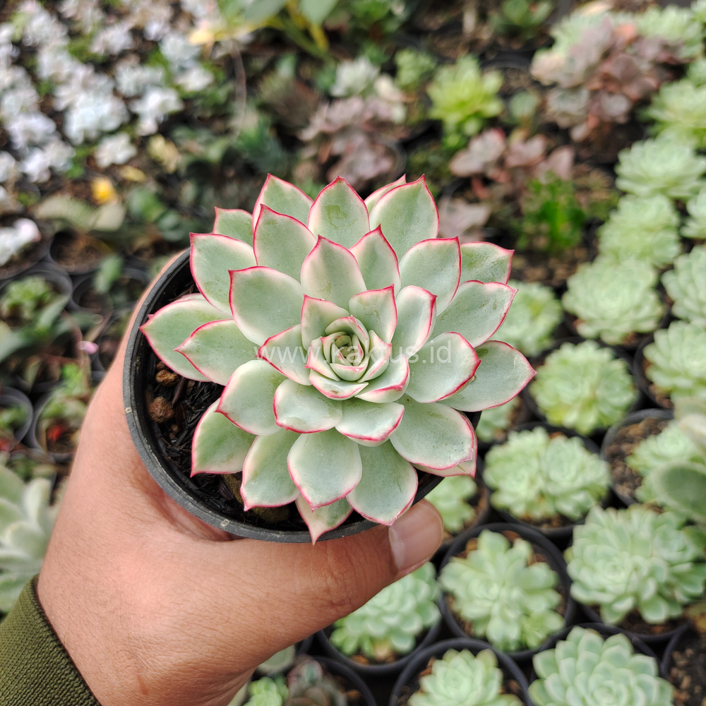 612. Echeveria Pulidonis White Variegated - Image 31