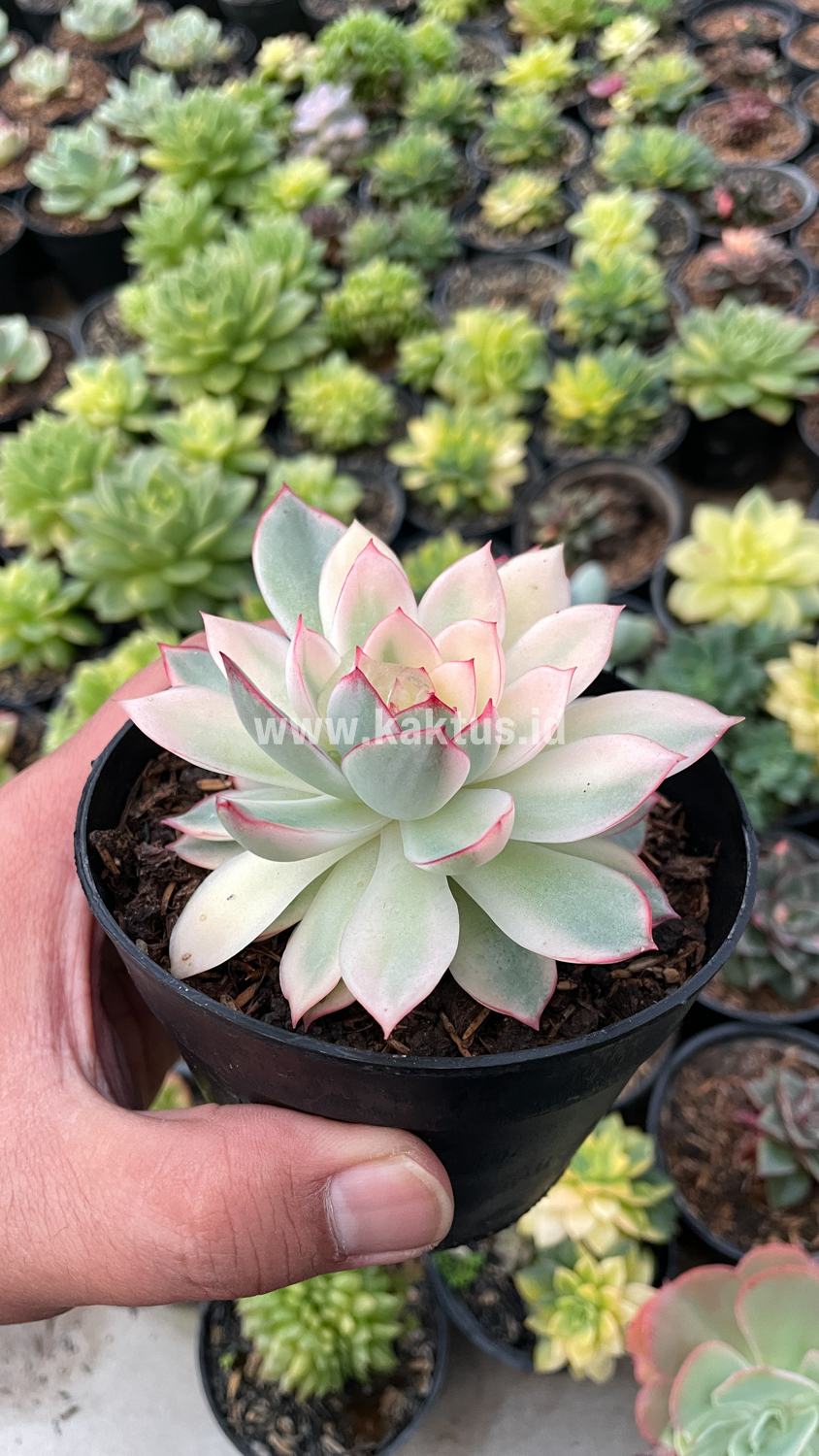 612. Echeveria Pulidonis White Variegated - Image 22