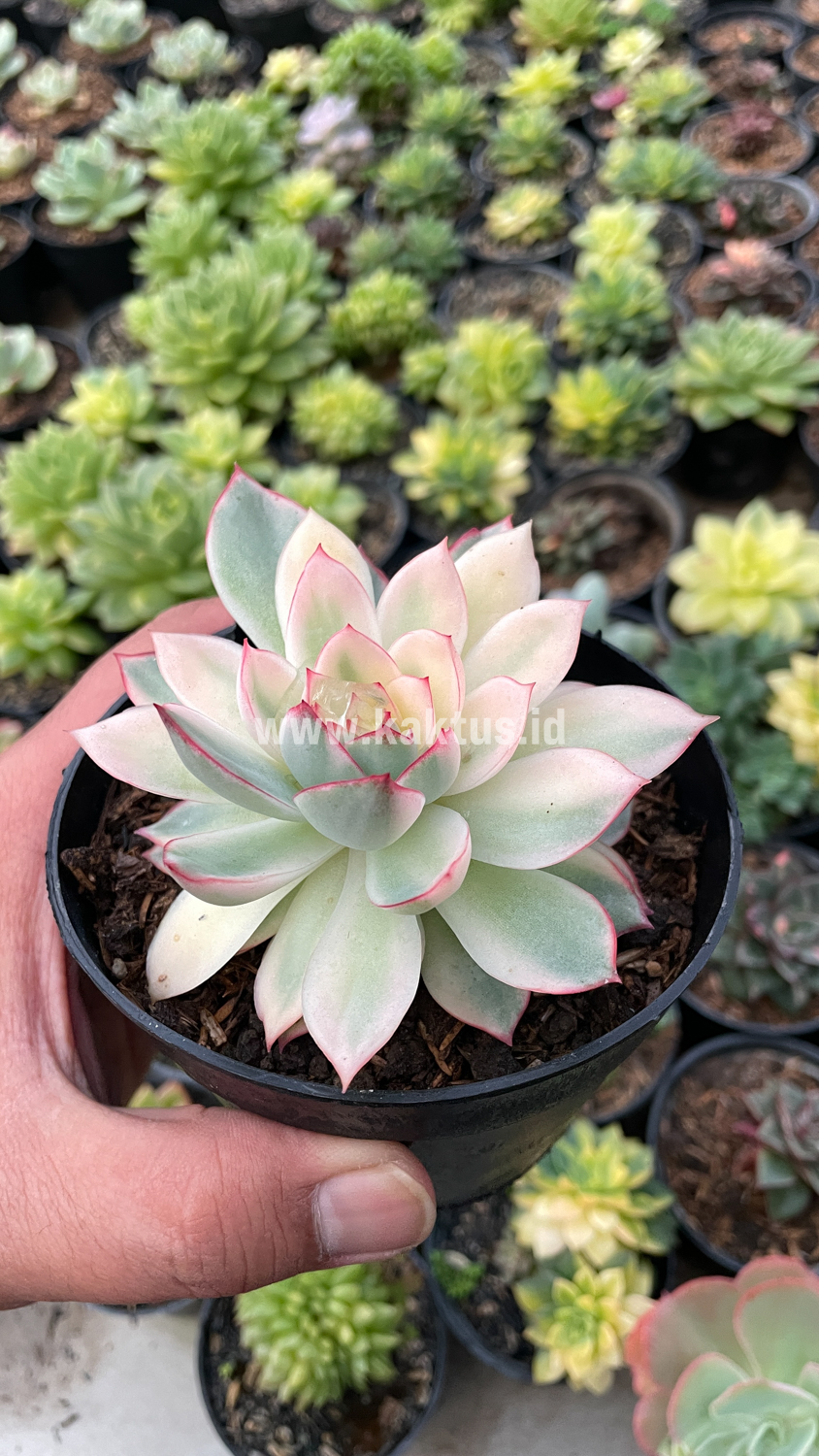 612. Echeveria Pulidonis White Variegated - Image 21
