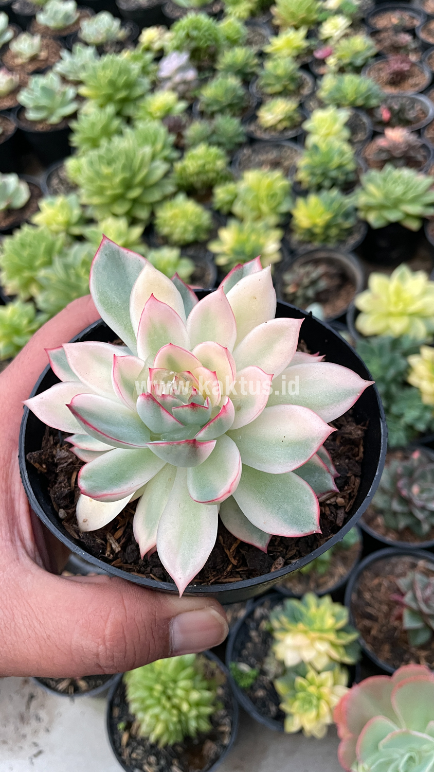 612. Echeveria Pulidonis White Variegated - Image 20