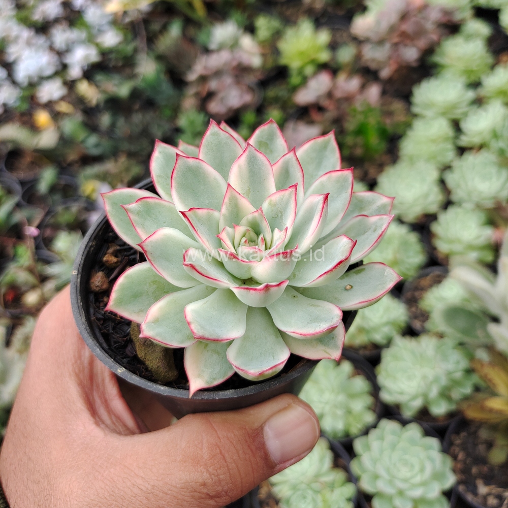612. Echeveria Pulidonis White Variegated - Image 6