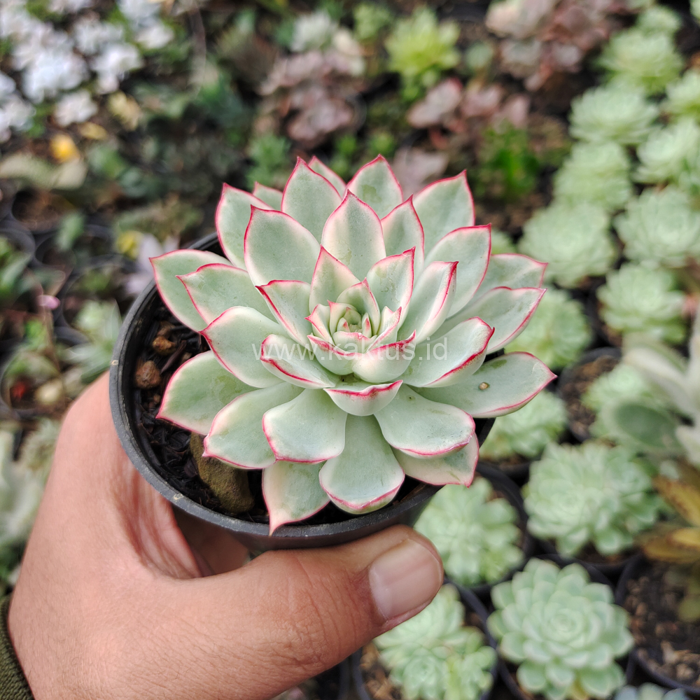 612. Echeveria Pulidonis White Variegated - Image 32