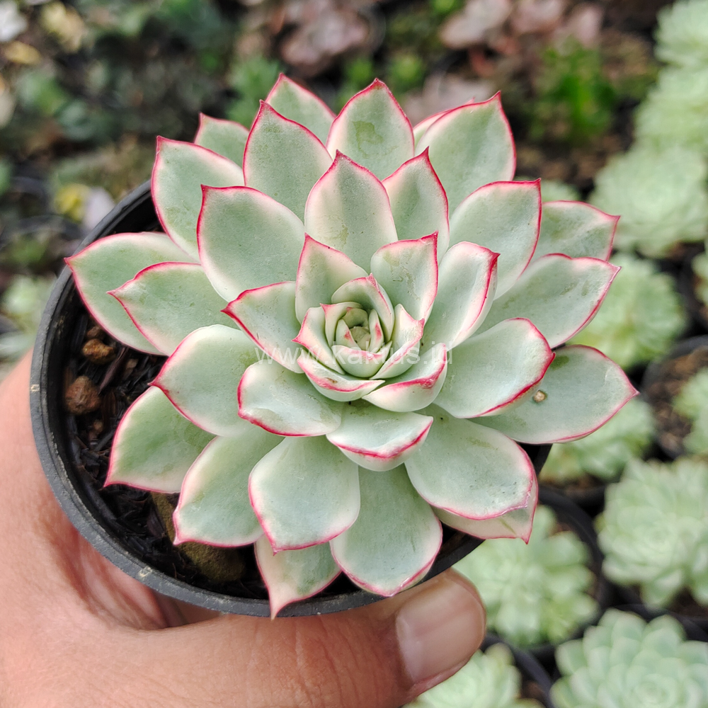 612. Echeveria Pulidonis White Variegated - Image 29