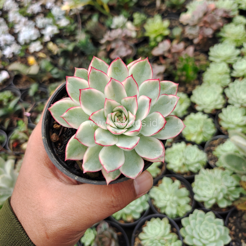 612. Echeveria Pulidonis White Variegated - Image 30
