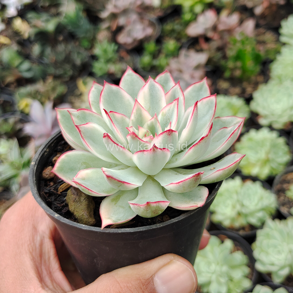 612. Echeveria Pulidonis White Variegated - Image 28