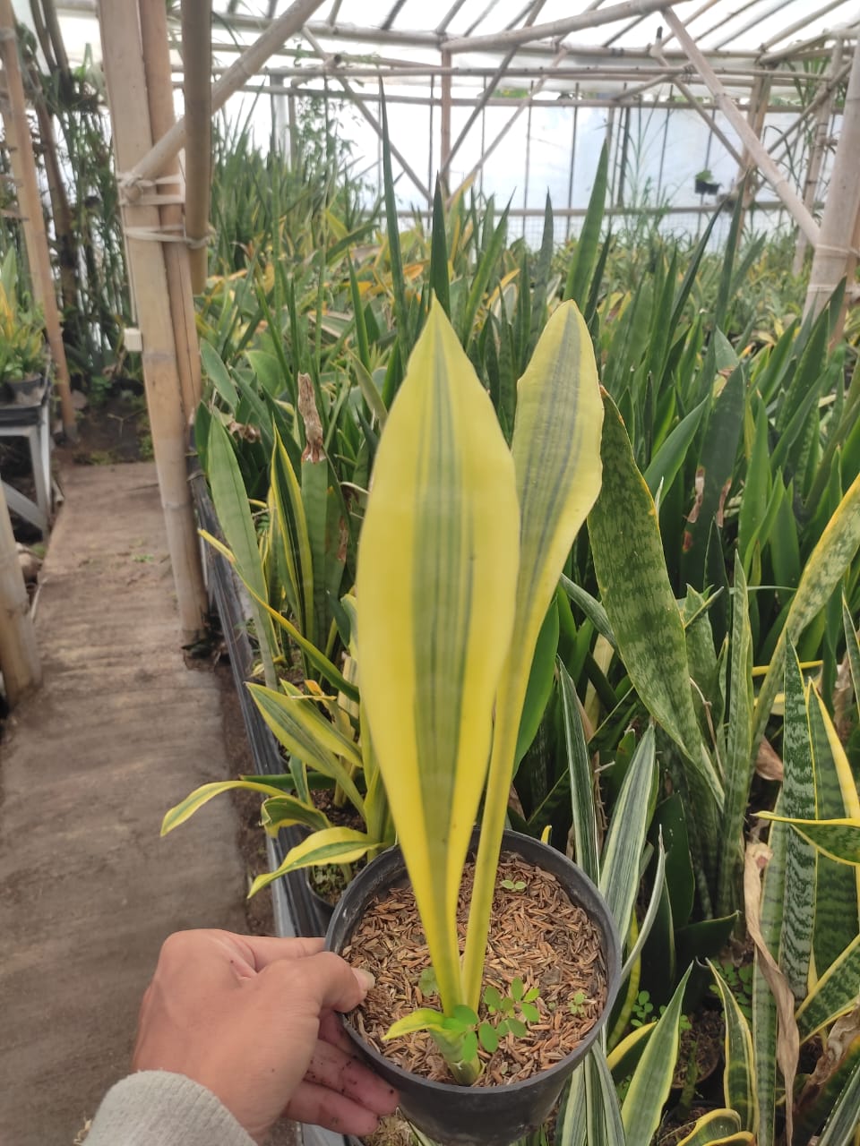 613. Sansevieria Metallica Huftman - Image 2