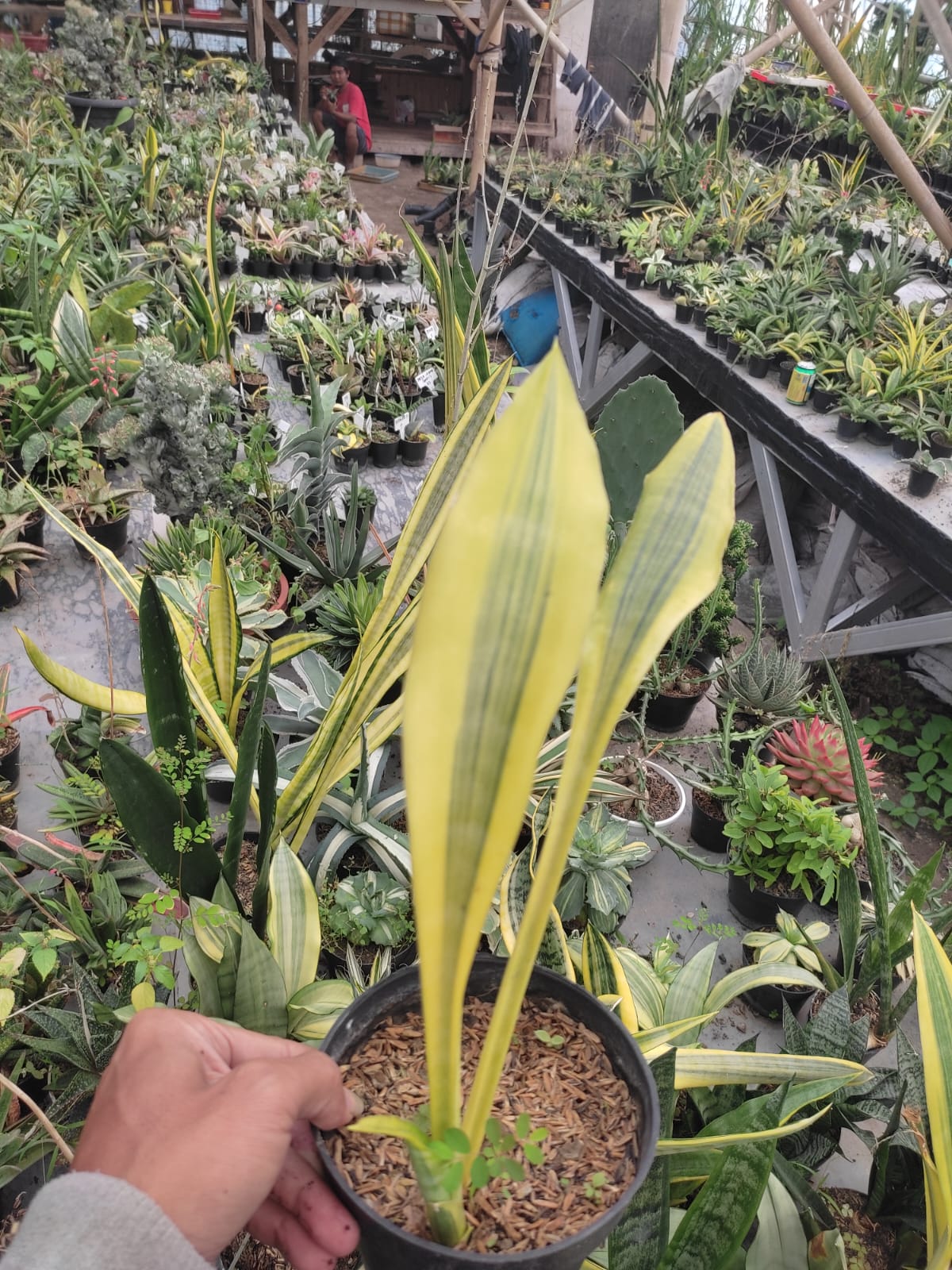 613. Sansevieria Metallica Huftman - Image 4