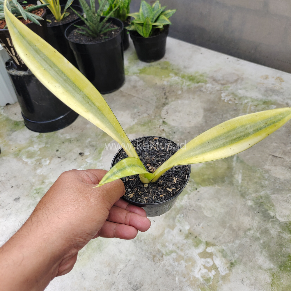 613. Sansevieria Metallica Huftman - Image 6