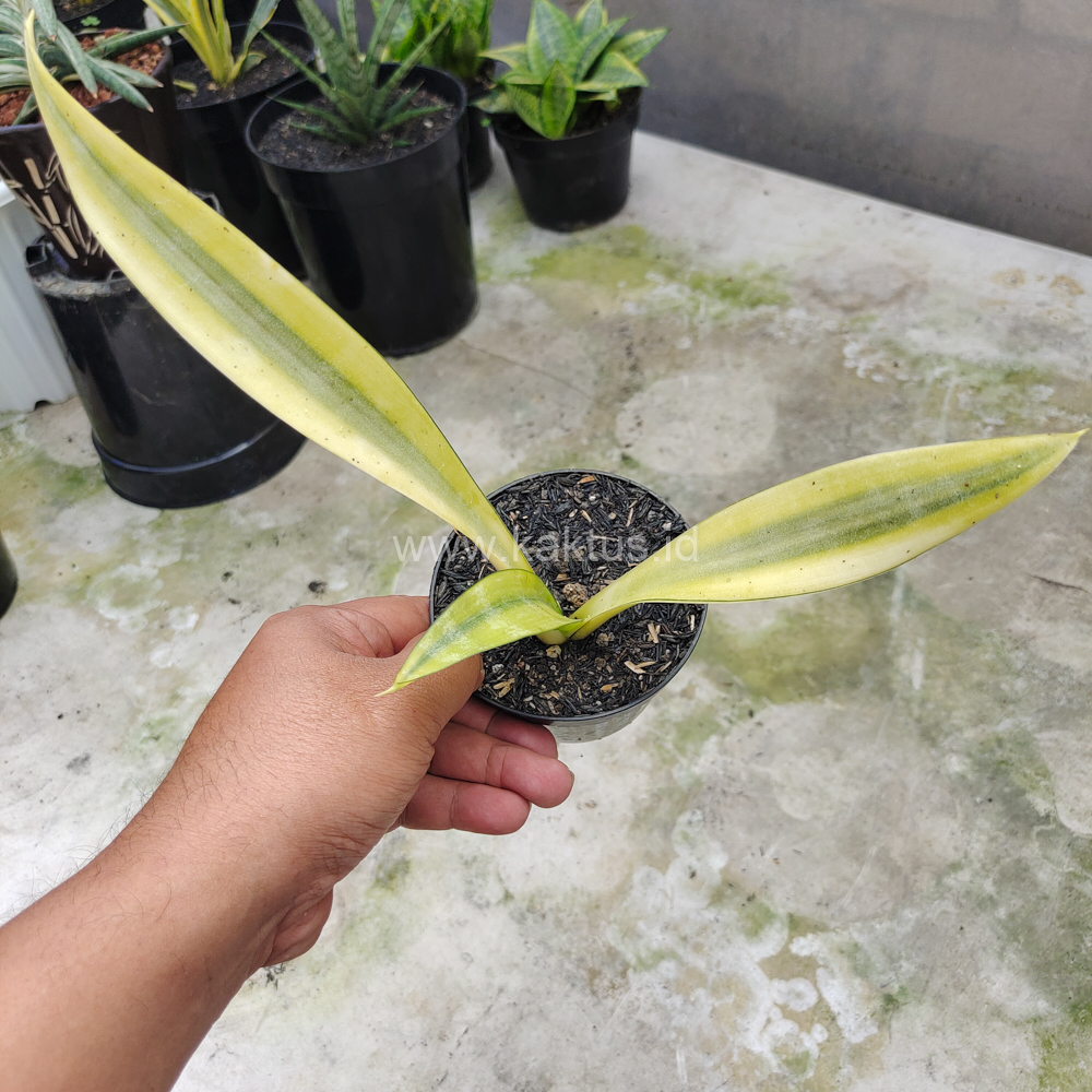 613. Sansevieria Metallica Huftman - Image 7
