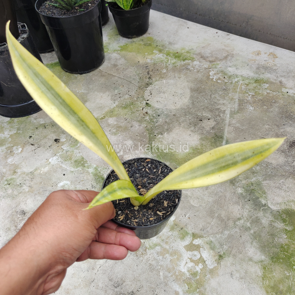 613. Sansevieria Metallica Huftman - Image 8