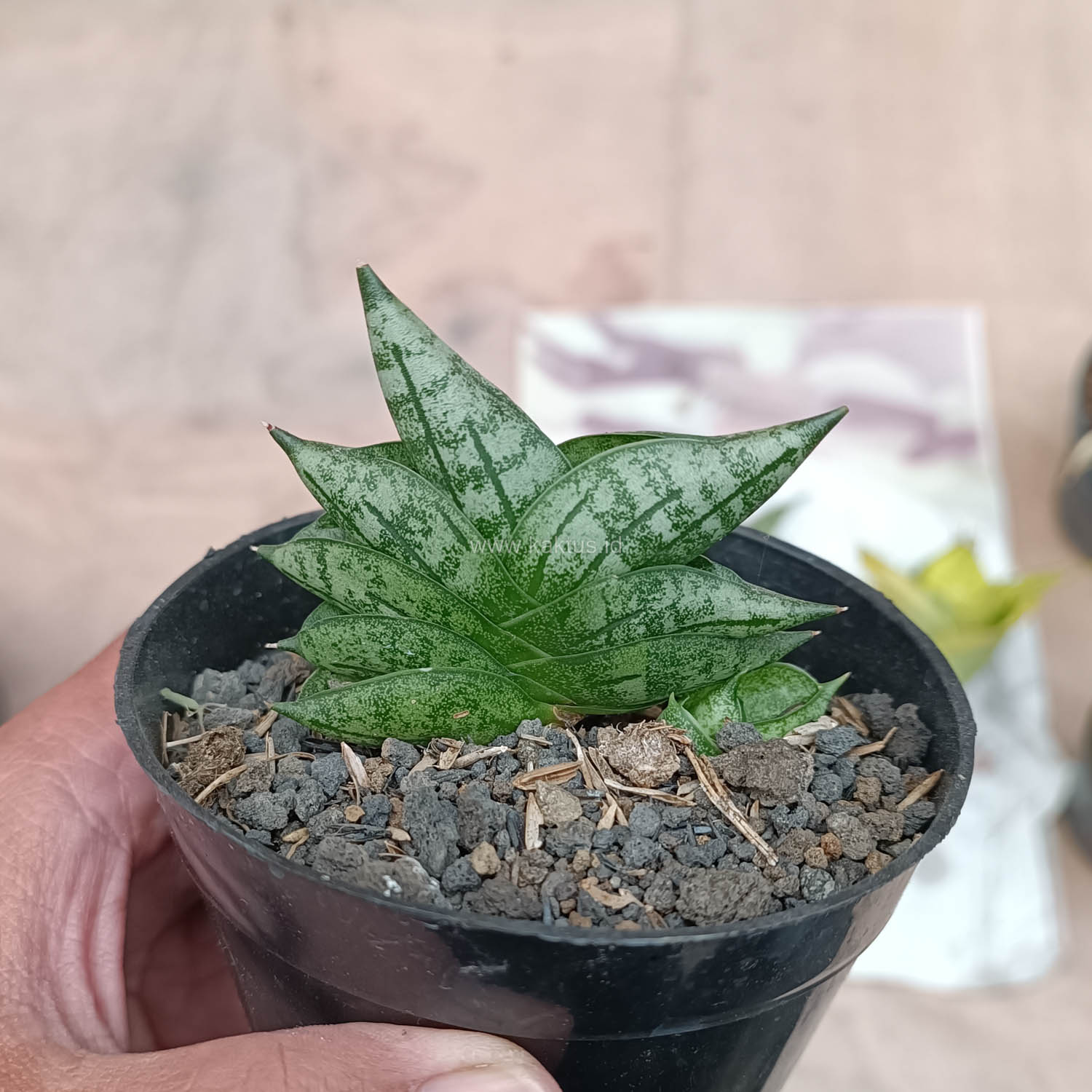 614. Sansevieria Bonji - Image 3