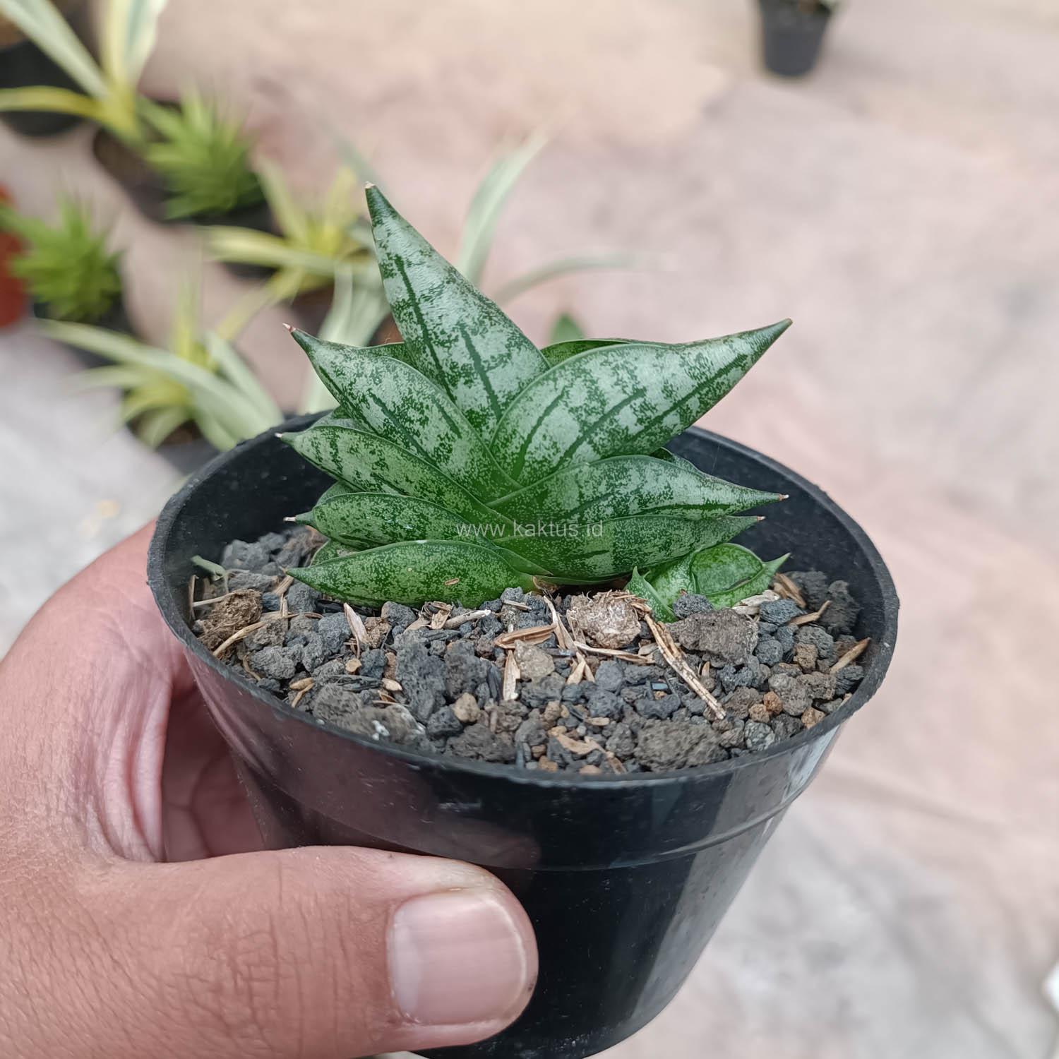 614. Sansevieria Bonji - Image 4