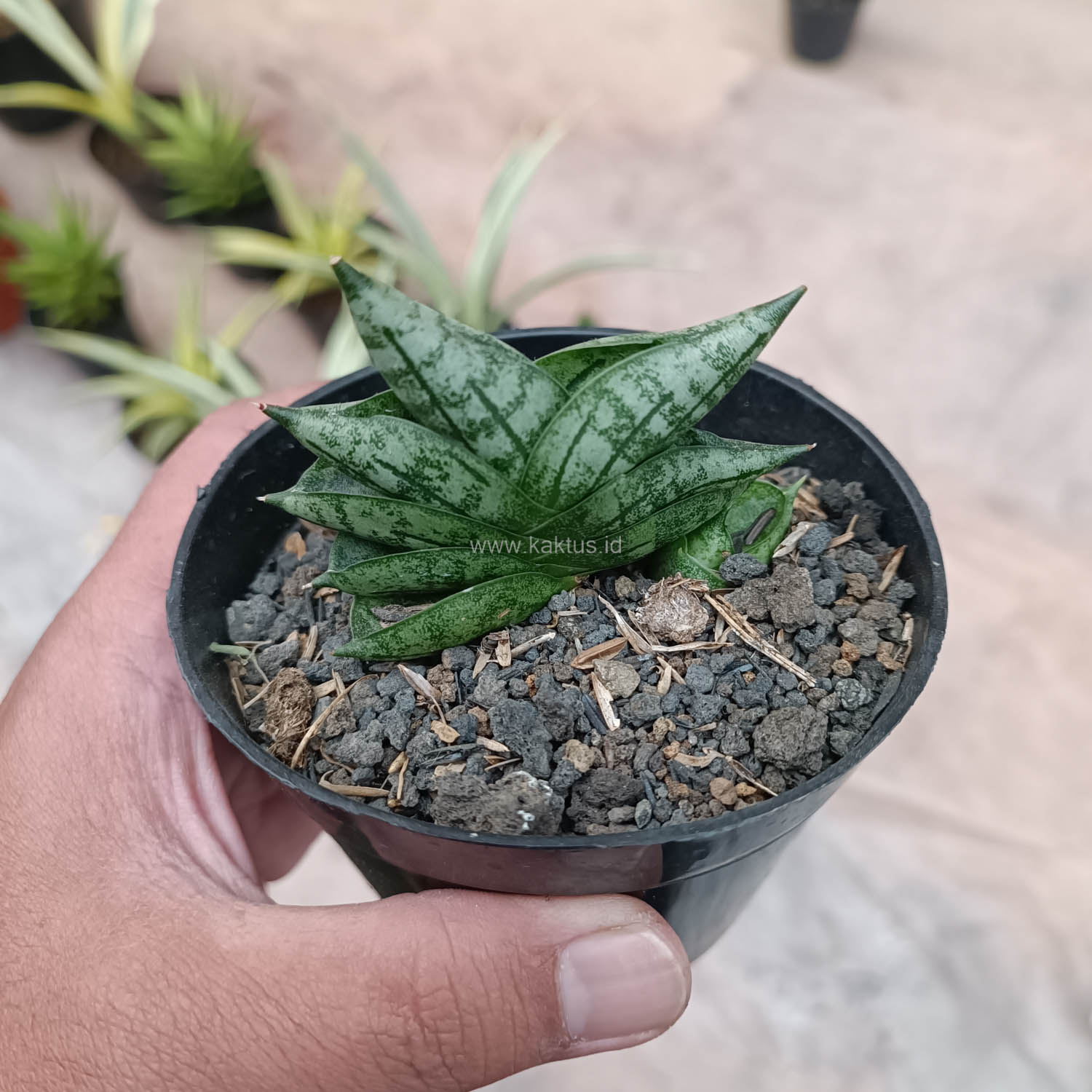 614. Sansevieria Bonji - Image 5