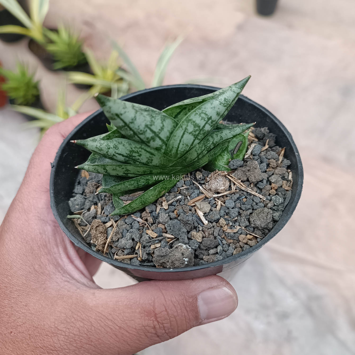 614. Sansevieria Bonji - Image 6