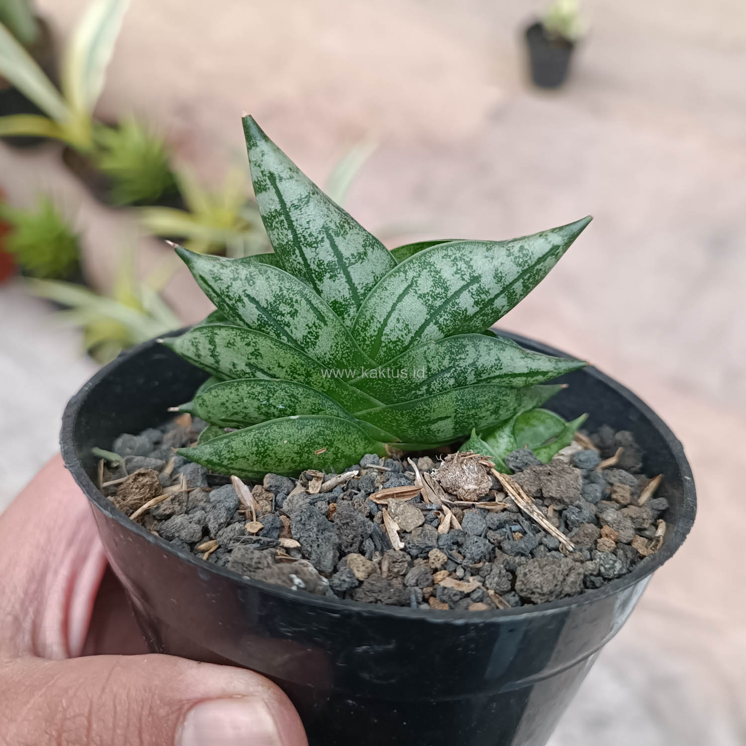 614. Sansevieria Bonji - Image 8