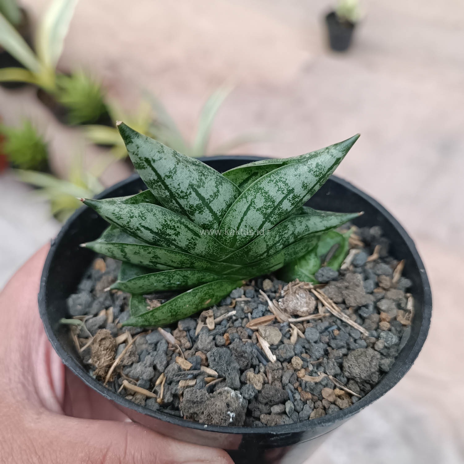 614. Sansevieria Bonji - Image 9