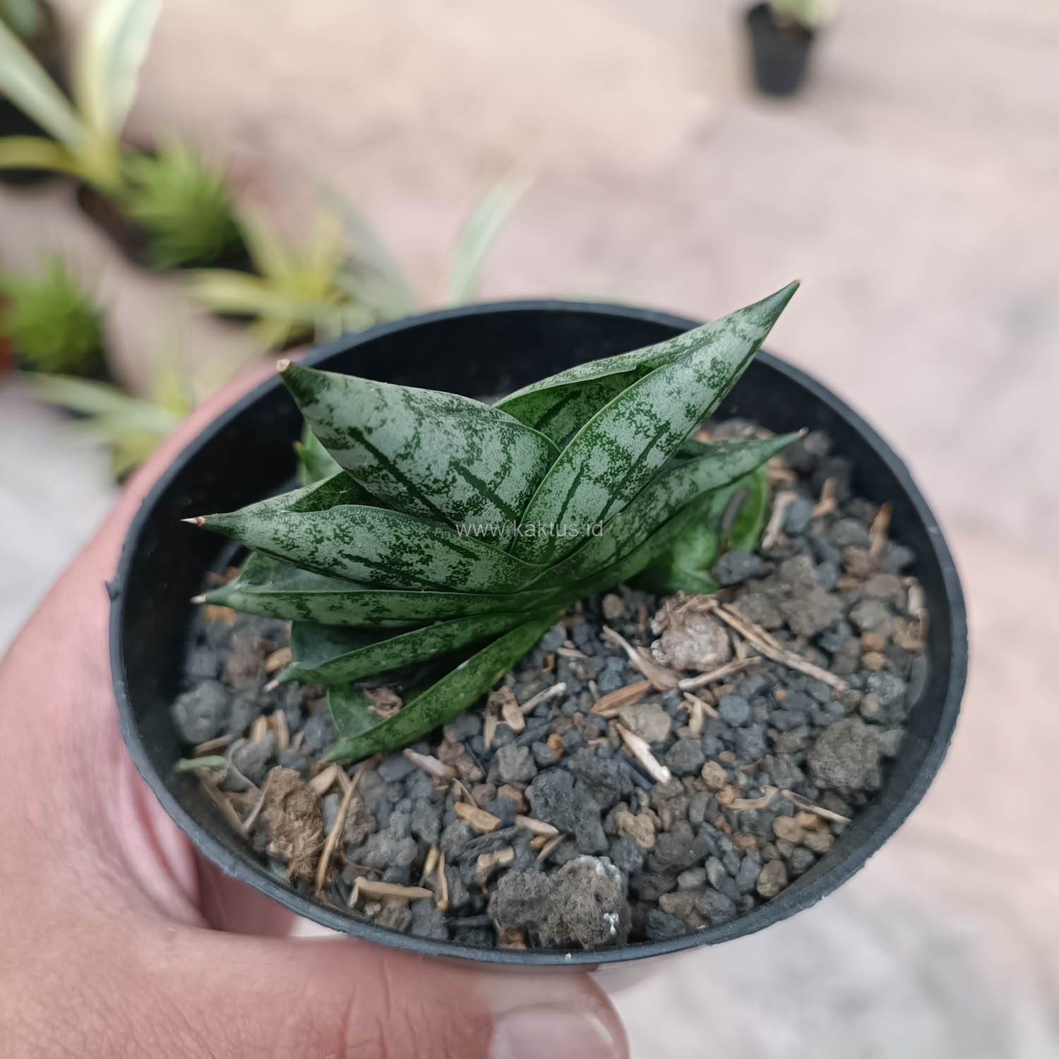 614. Sansevieria Bonji - Image 2