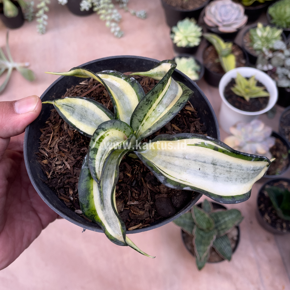 615. Sansevieria Golden Wendy - Image 3