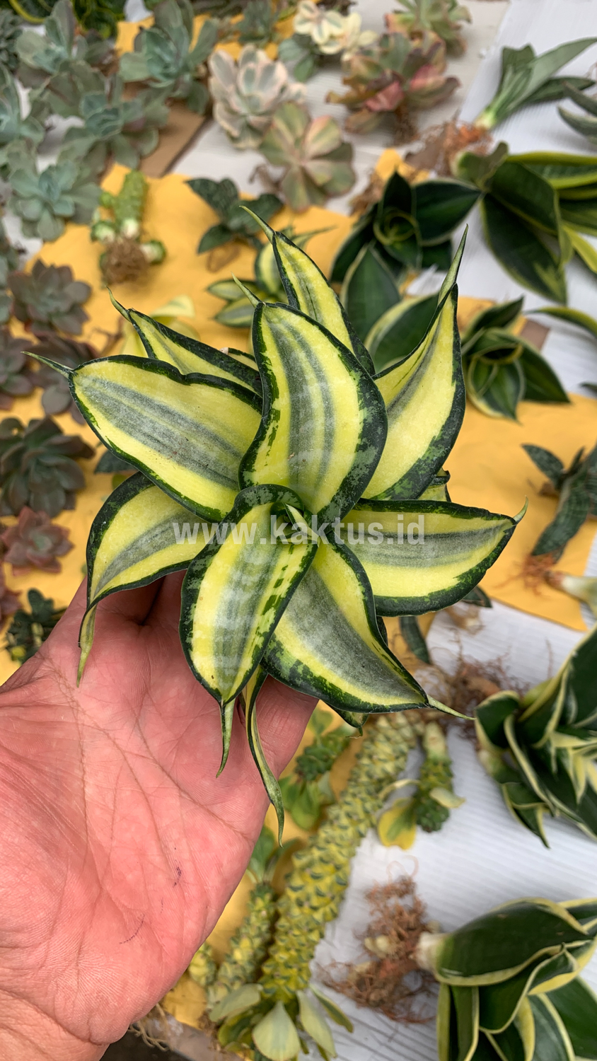 615. Sansevieria Golden Wendy - Image 4