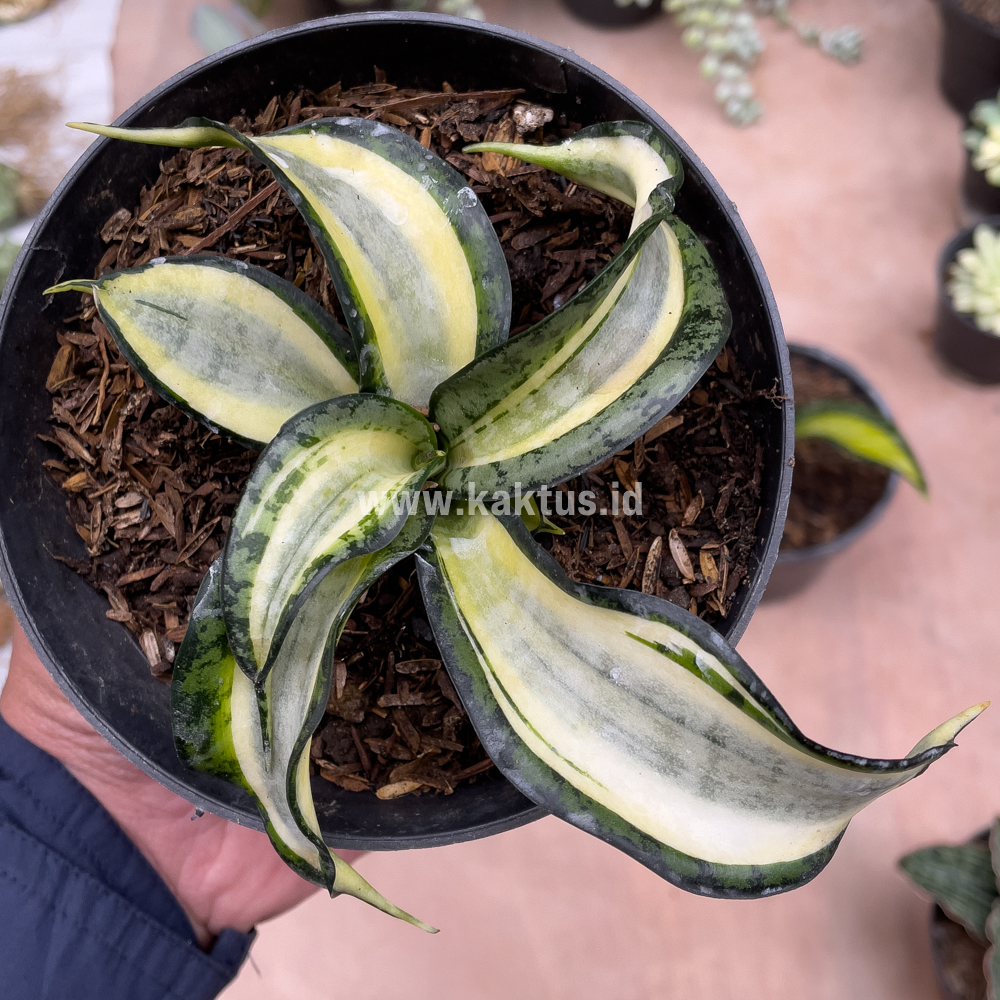 615. Sansevieria Golden Wendy - Image 5