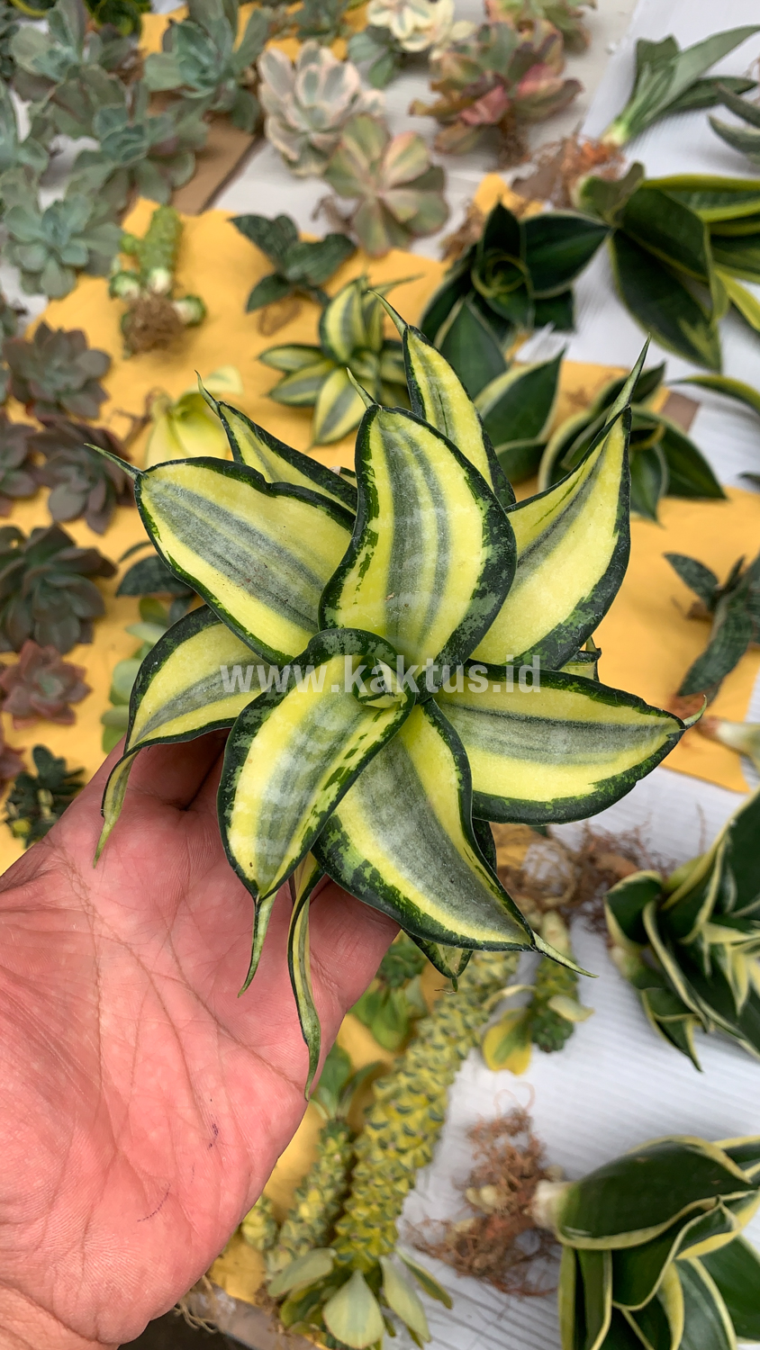 615. Sansevieria Golden Wendy - Image 10