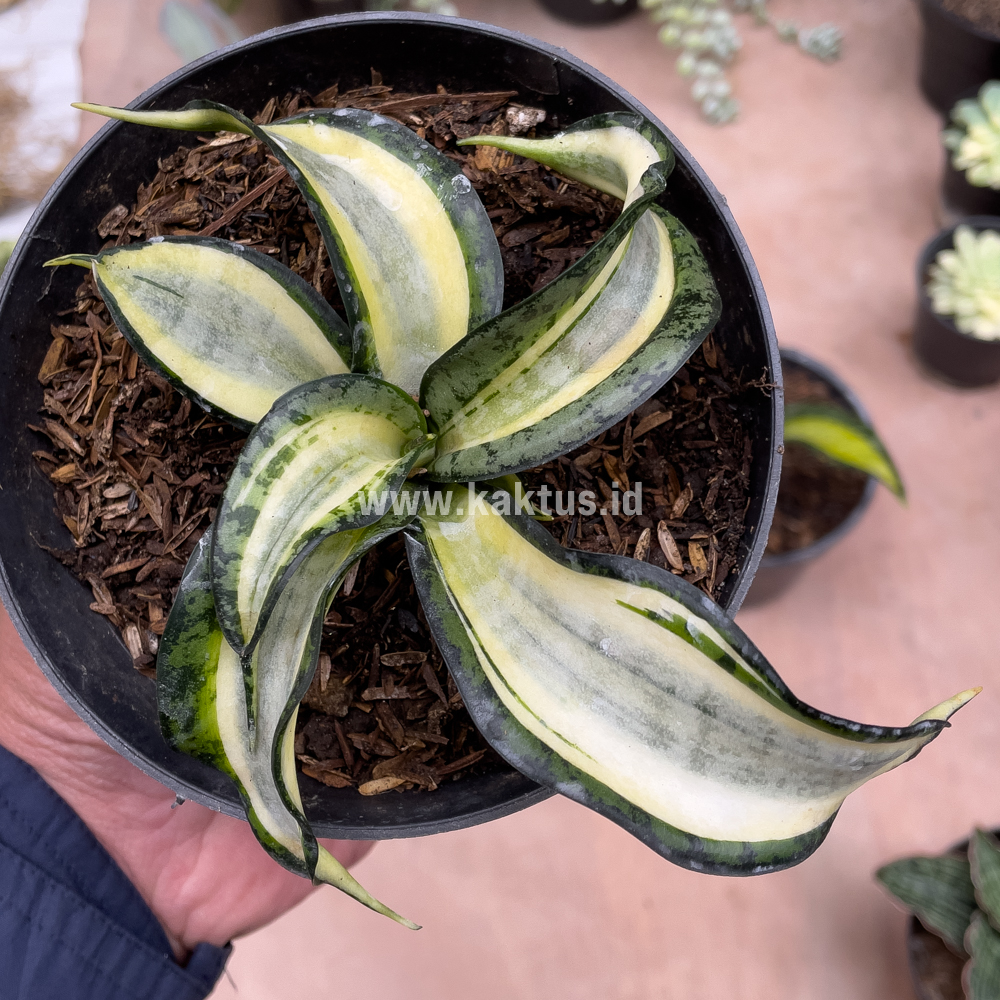 615. Sansevieria Golden Wendy - Image 2
