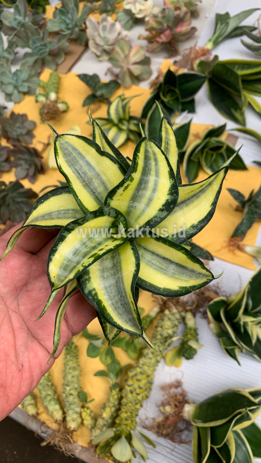 615. Sansevieria Golden Wendy - Image 8
