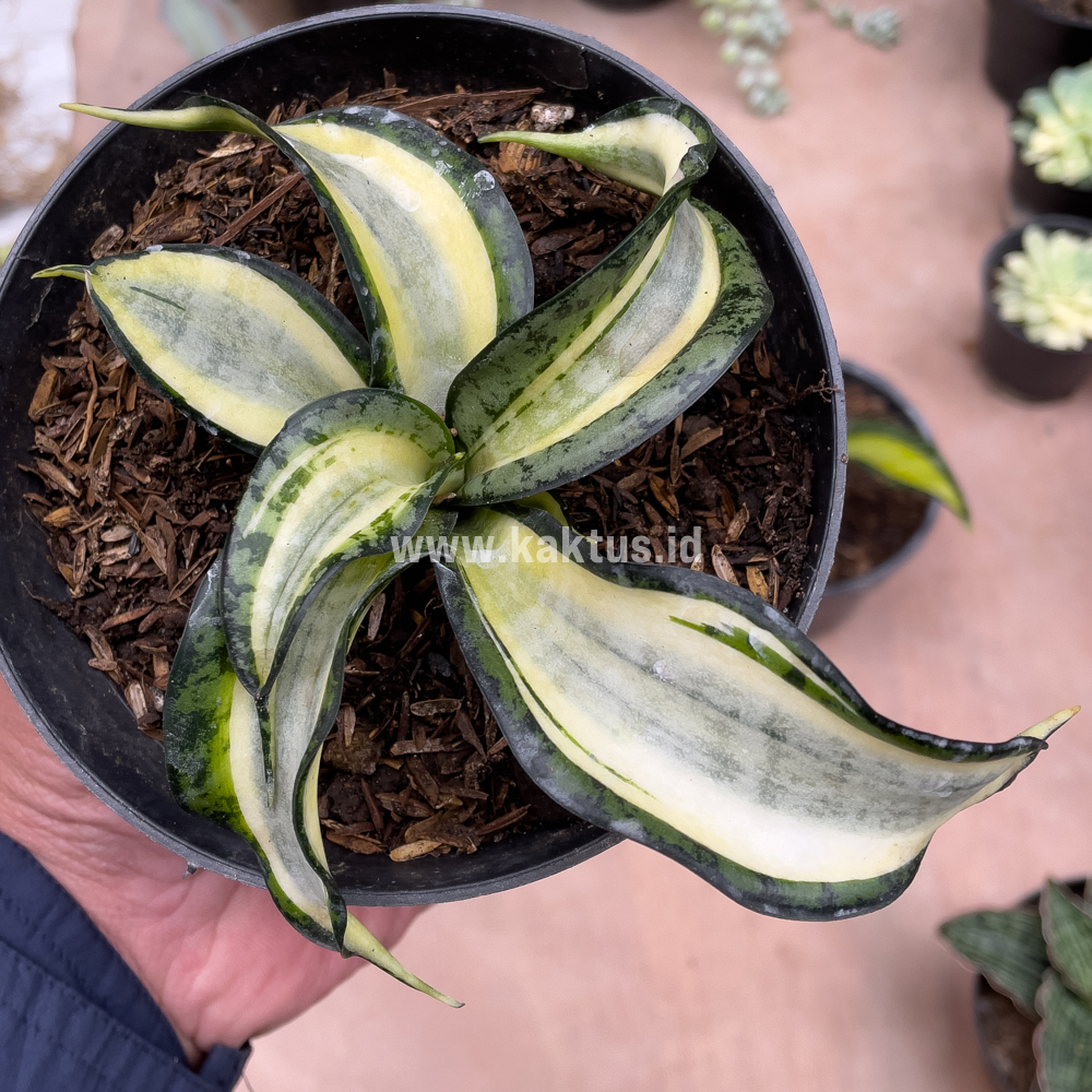 615. Sansevieria Golden Wendy - Image 7