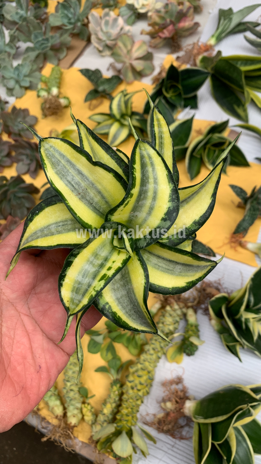 615. Sansevieria Golden Wendy - Image 9