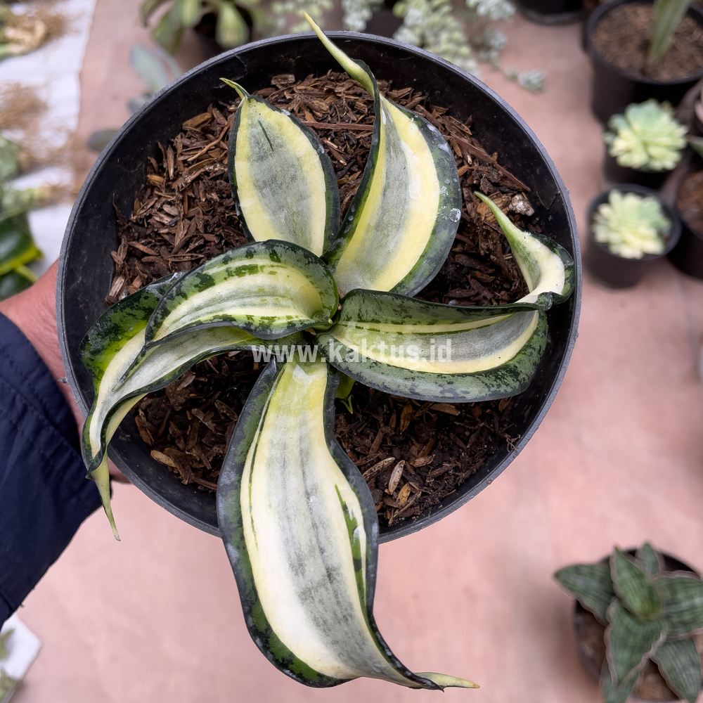 615. Sansevieria Golden Wendy - Image 11