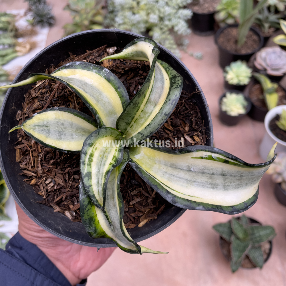 615. Sansevieria Golden Wendy - Image 12