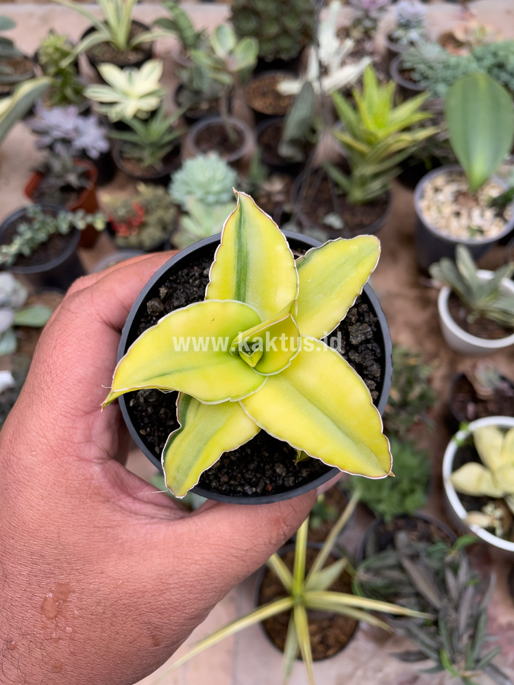 616. Sansevieria Arborescense - Image 31