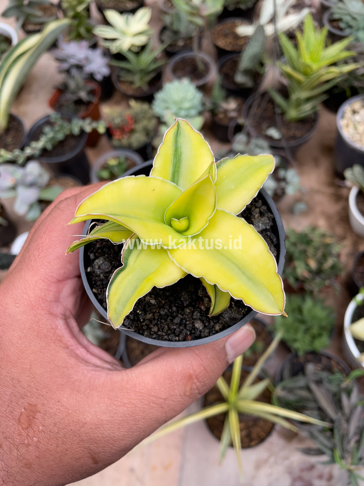 616. Sansevieria Arborescense - Image 22