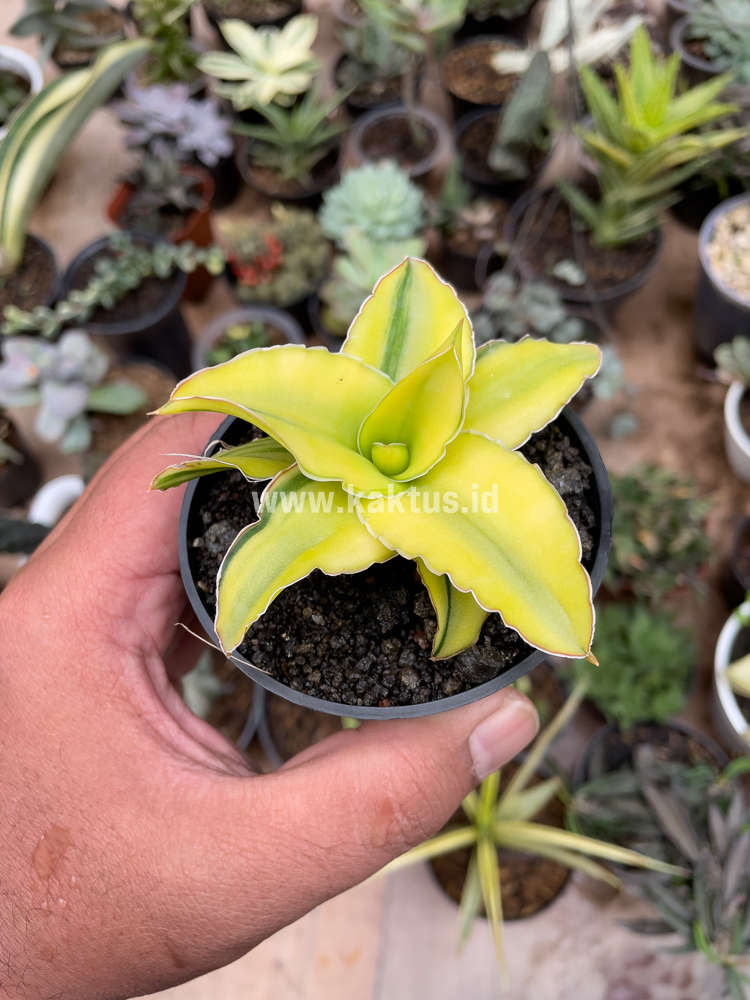 616. Sansevieria Arborescense - Image 21