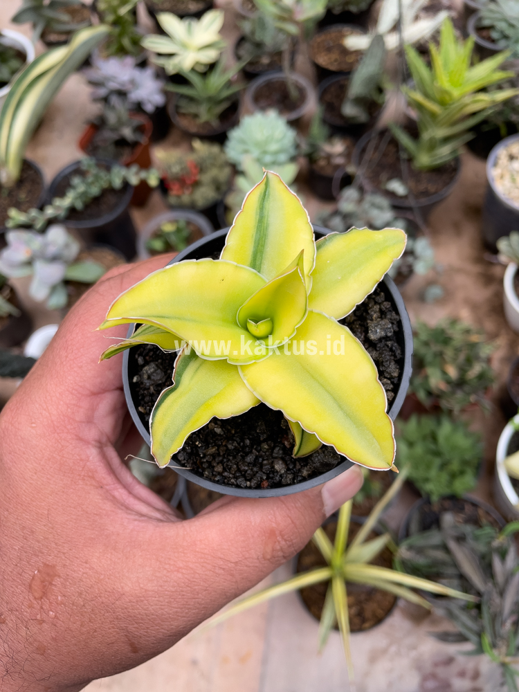 616. Sansevieria Arborescense - Image 20