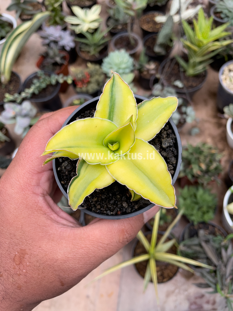 616. Sansevieria Arborescense - Image 19
