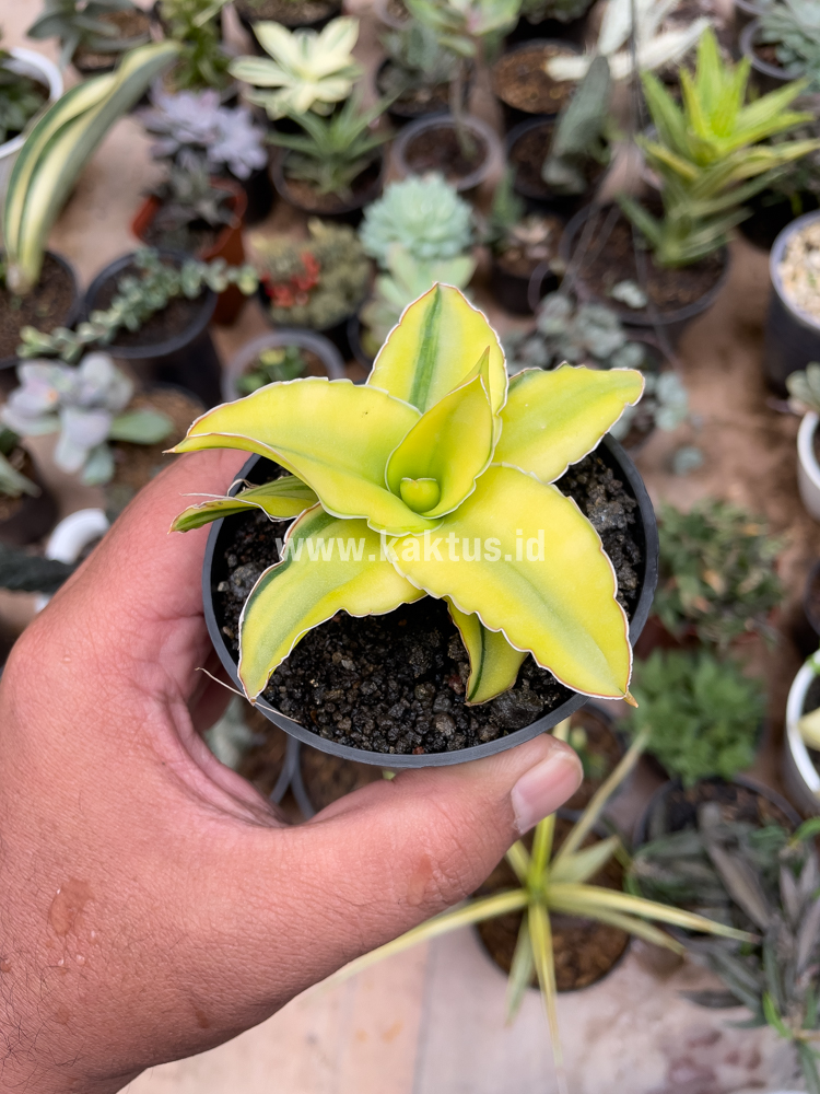 616. Sansevieria Arborescense - Image 18