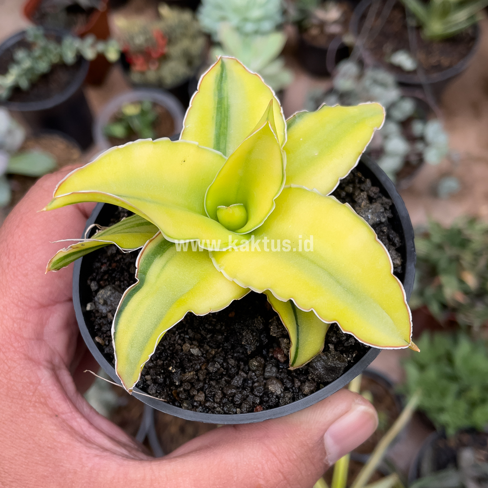 616. Sansevieria Arborescense - Image 17